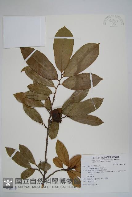 刺番荔枝藏品圖，第1張