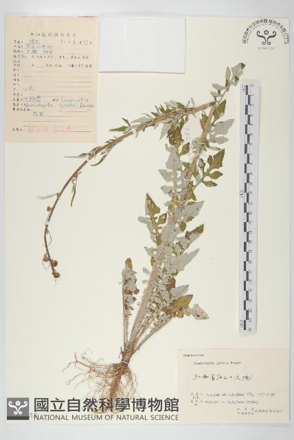 泥胡菜藏品圖，第1張