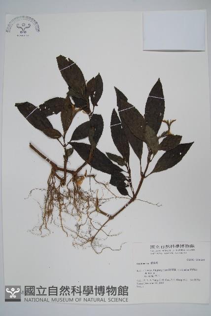 登錄號:S036618藏品圖，第1張