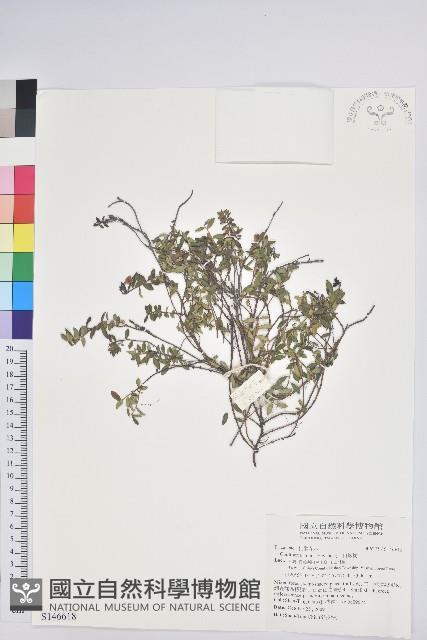 高山白珠樹藏品圖，第1張