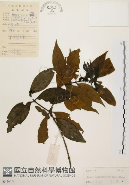 茜草樹藏品圖，第1張