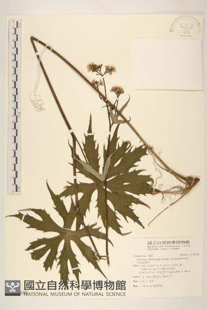 高山破傘菊藏品圖，第1張