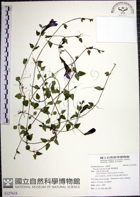 倒地蜈蚣藏品圖，第1張