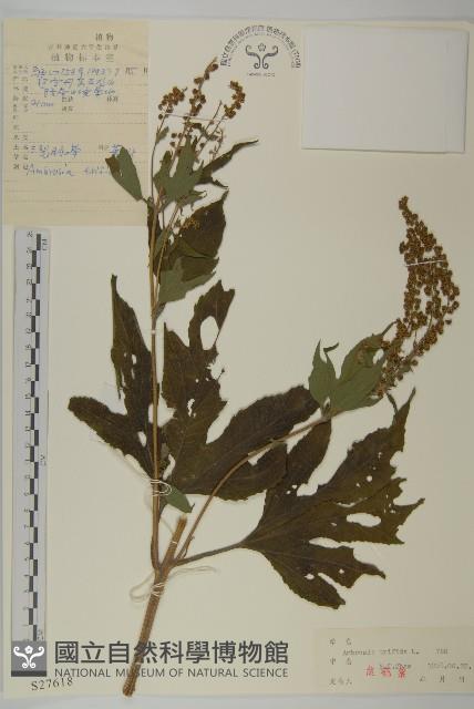 三裂豚草藏品圖，第1張