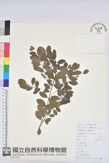 葉底珠、市蔥密花葉底珠藏品圖，第1張