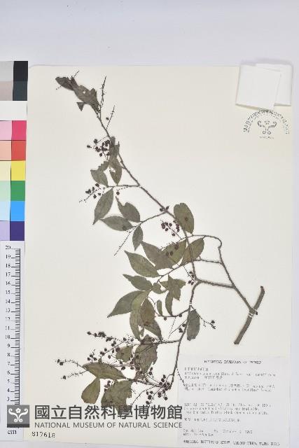 密花五月茶藏品圖，第1張