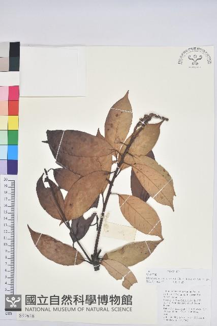 粉背石櫟藏品圖，第1張