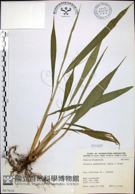 棕葉狗尾草藏品圖，第1張