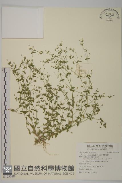 無心菜、鵝不食草藏品圖，第1張