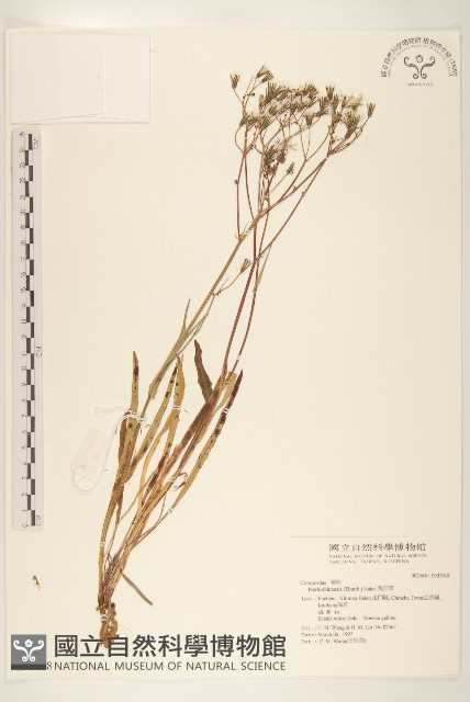 兔仔菜藏品圖，第1張