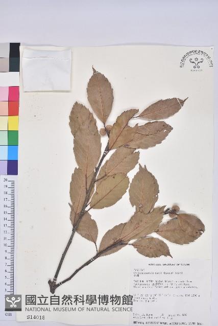 赤柯、赤椆、森氏櫟藏品圖，第1張