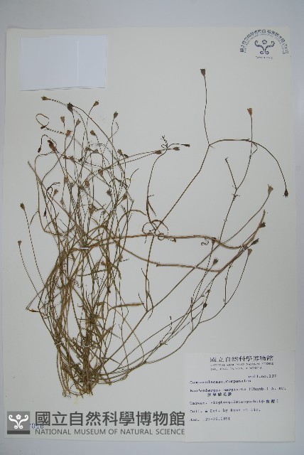 細葉蘭花參藏品圖，第1張
