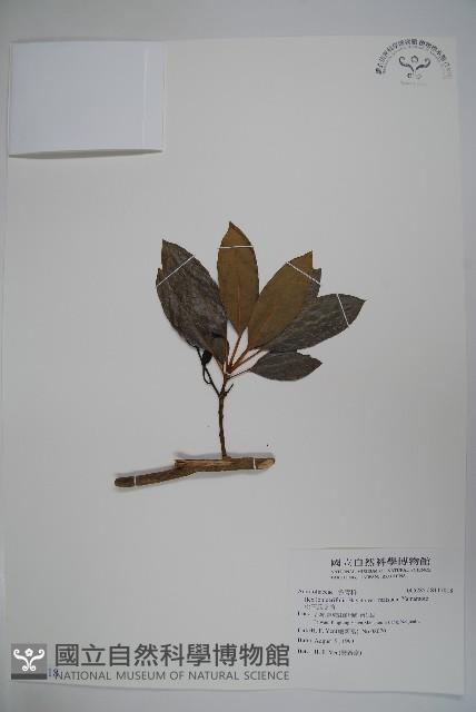 松田氏冬青藏品圖，第1張