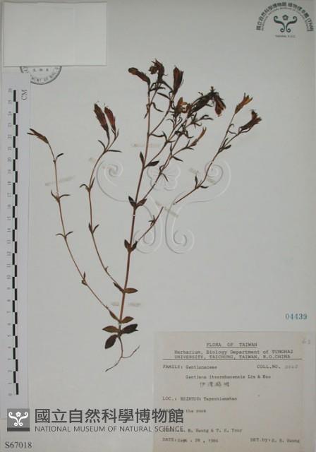 伊澤山龍膽藏品圖，第1張