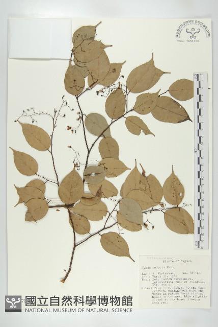 登錄號:S047018藏品圖，第1張