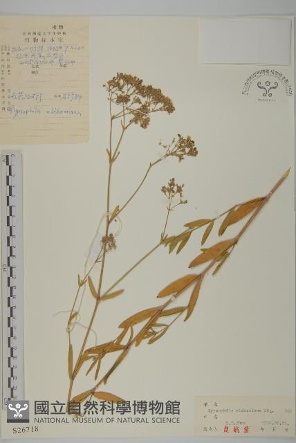 霞草、歐石頭花藏品圖，第1張