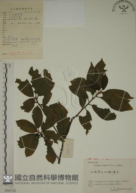 鈍齒鼠李藏品圖，第1張