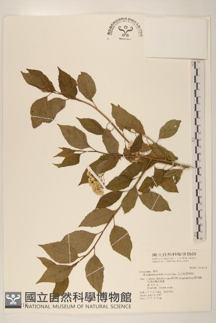 小舌菊、蔓綿菜藏品圖，第1張