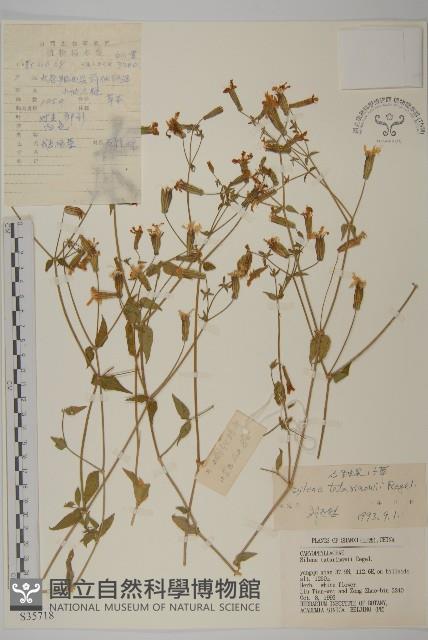 石生蠅子草、山女婁菜藏品圖，第1張