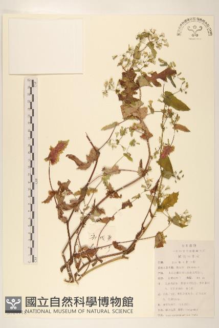 苦實菜藏品圖，第1張