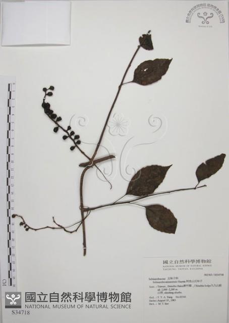 阿里山五味子藏品圖，第1張