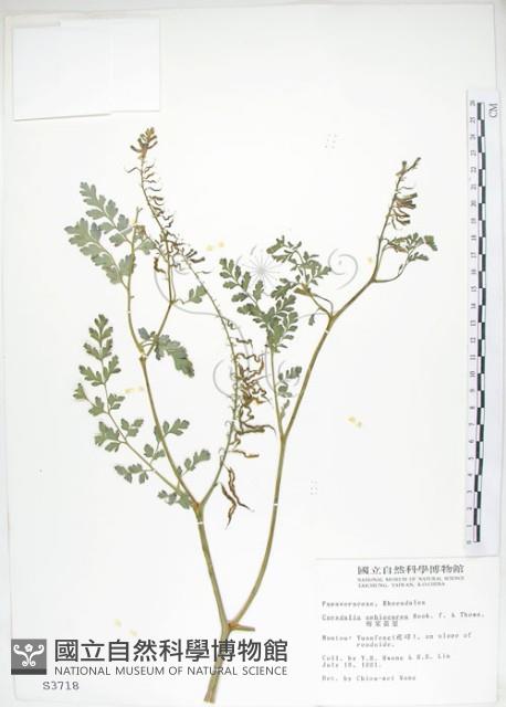 Accession Number:S003718 Collection Image