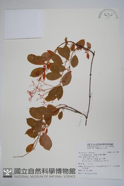 酸藤藏品圖，第1張