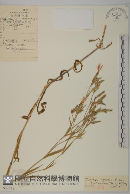 長萼瞿麥藏品圖，第1張