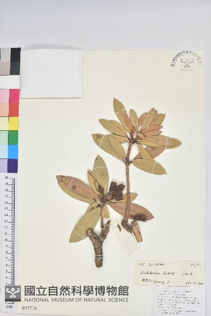 馬纓花藏品圖，第1張