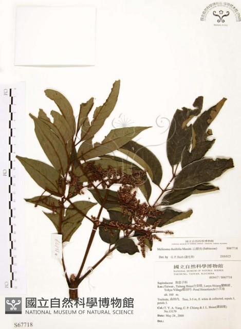 山豬肉藏品圖，第1張