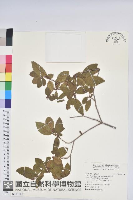 金毛杜鵑藏品圖，第1張