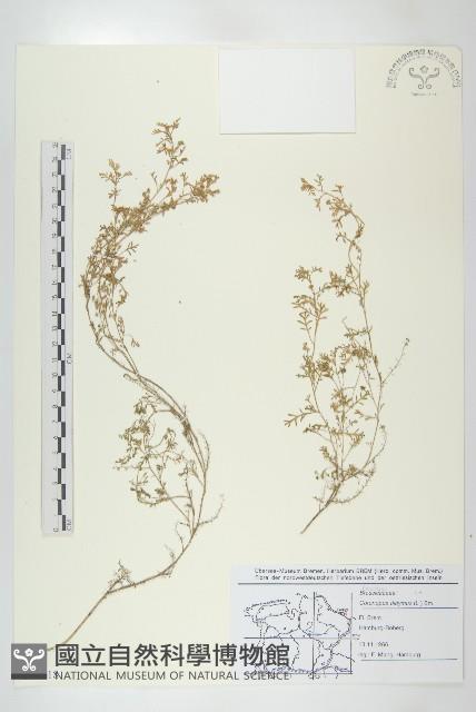 臭濱芥、臭薺藏品圖，第1張