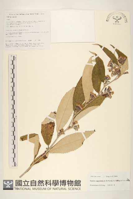 鉅葉尾藥菊藏品圖，第1張