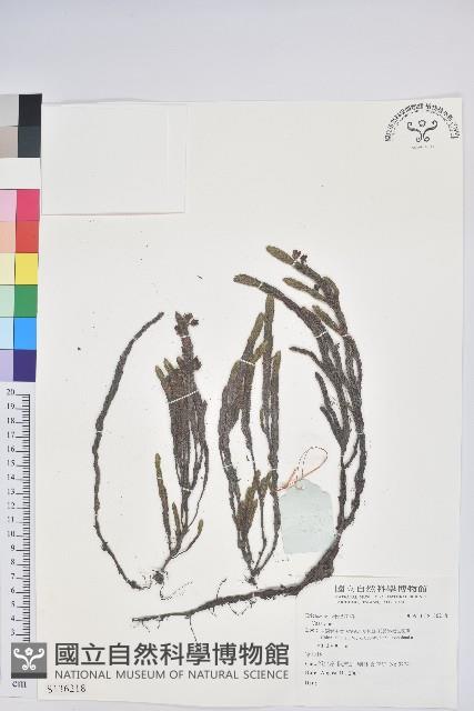 登錄號:S136218藏品圖，第1張