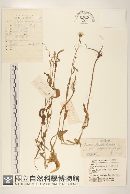 毛蓮菜藏品圖，第1張