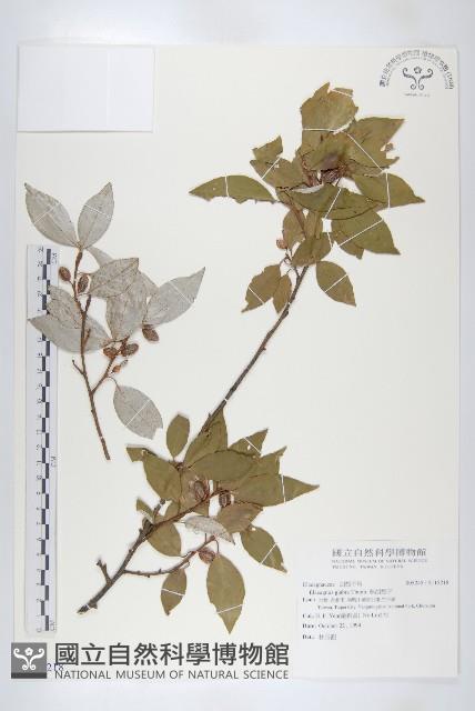 鄧氏胡頹子藏品圖，第1張