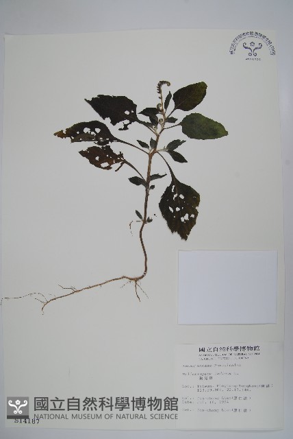 一枝香藏品圖，第1張