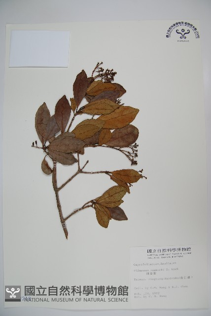 珊瑚樹藏品圖，第1張