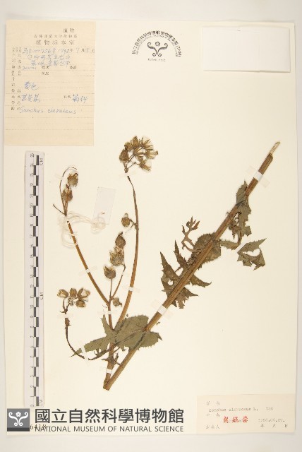 苦滇菜、苦菜藏品圖，第1張