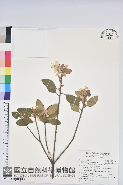 長卵葉馬銀花藏品圖，第1張