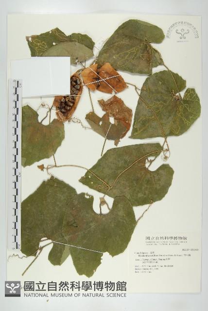 青牛膽藏品圖，第1張