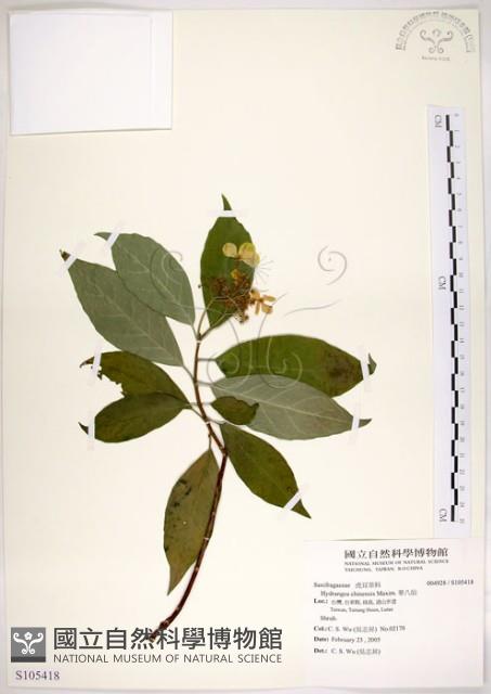 華八仙藏品圖，第1張