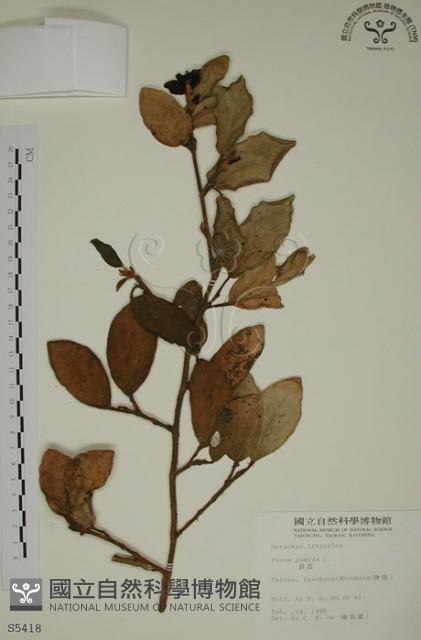 薜荔藏品圖，第1張