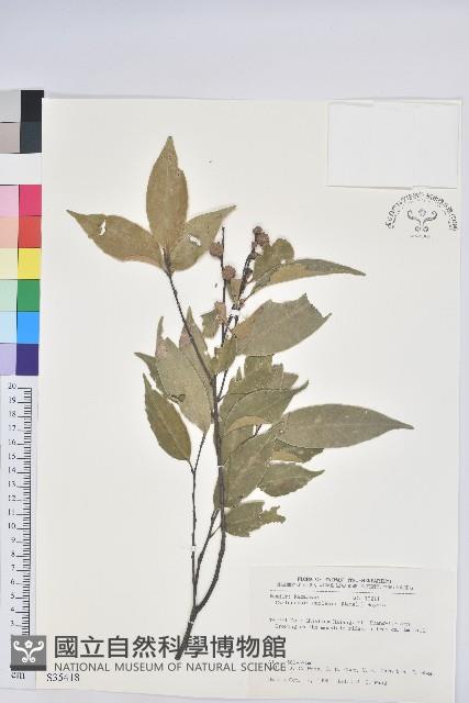 長尾栲、長尾柯、長尾尖葉櫧藏品圖，第1張