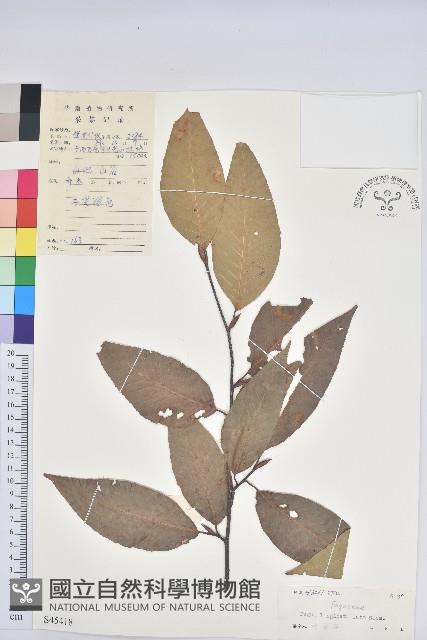 水青岡藏品圖，第1張