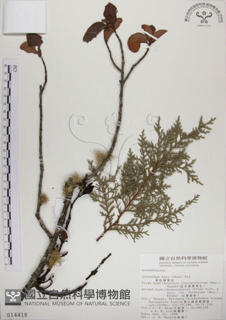 高氏桑寄生藏品圖，第1張