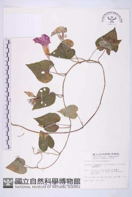 銳葉牽牛藏品圖，第1張