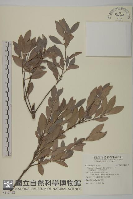 日本賽衛矛、日本假衛矛藏品圖，第1張