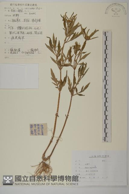 狼把草藏品圖，第1張