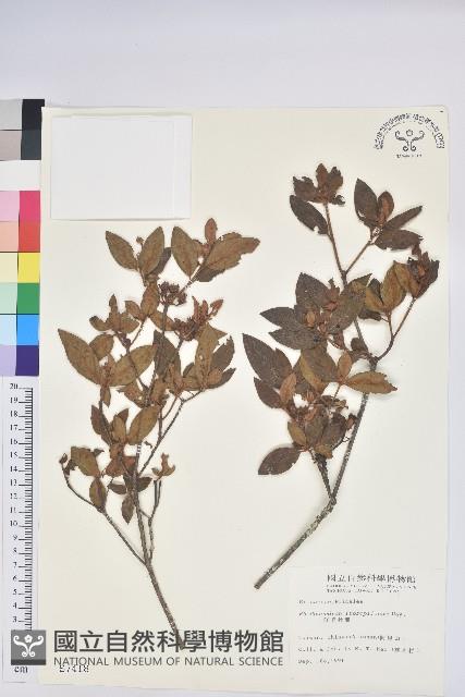 紅毛杜鵑藏品圖，第1張